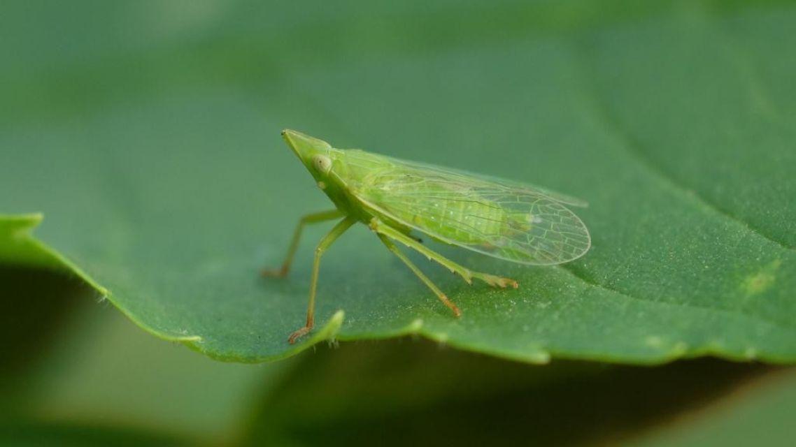 Keď sa história opakuje: od fyloxéry po zlaté žltnutie viniča