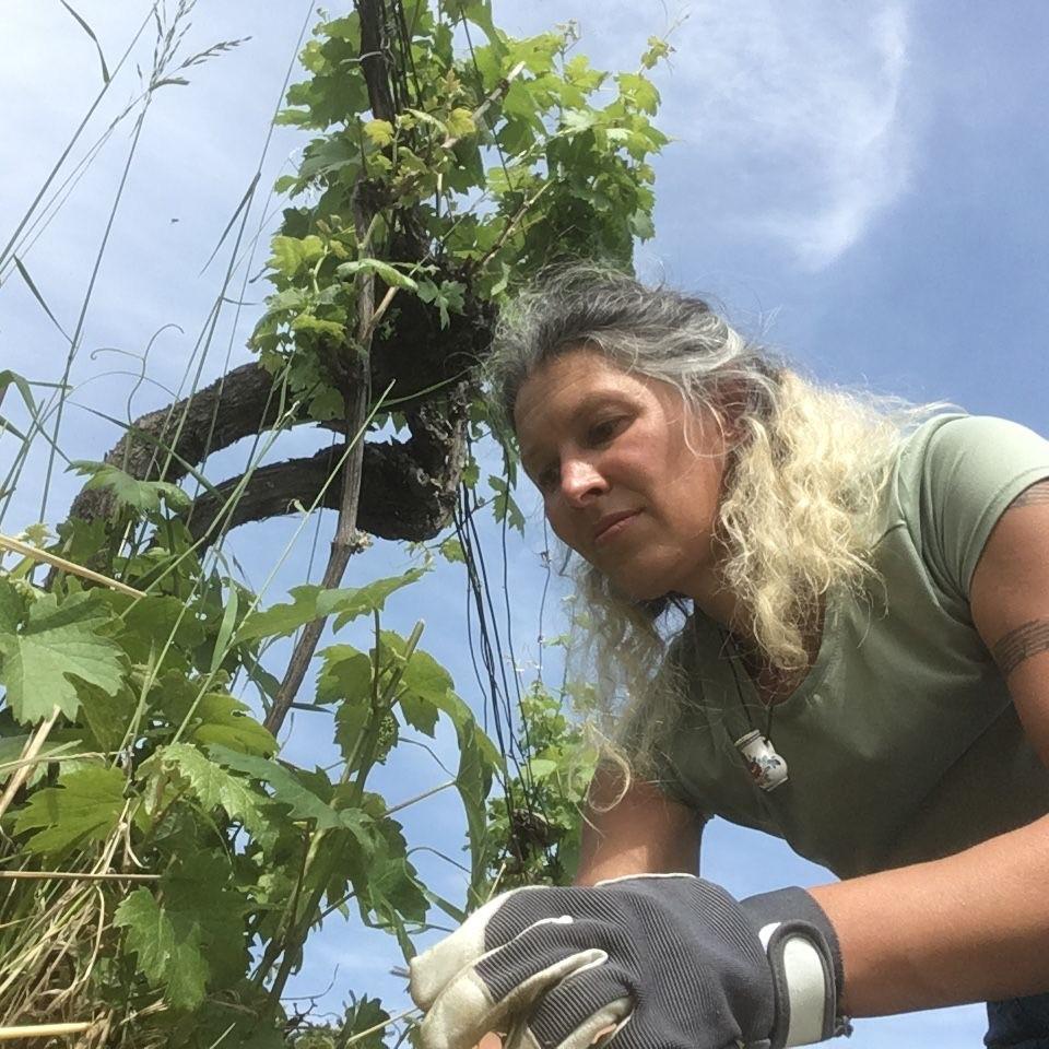 Vinič potrebuje našu pomoc – fytoplazma nepozná hranice ani ploty